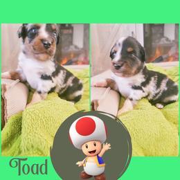 Miniature Australian Shepherd Puppies from Wonderland Aussies