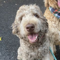 Double Doodles and Labradoodles from Molly’s Doodles
