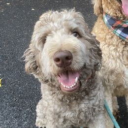 Double Doodles and Labradoodles from Molly’s Doodles