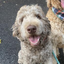 Double Doodles and Labradoodles from Molly’s Doodles