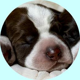 Boy 3 - Brown and gray male Wirehaired Pointing Griffon puppy in Milton, Florida from Dry Branch