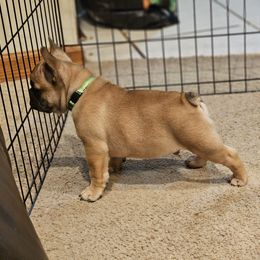 French Bulldog Puppies from A&D Frenchies