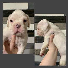Girl 3 - Boxer puppy in Henderson, Tennessee from Vom Broadvalley