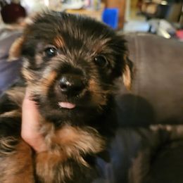 Yorkshire Terrier Puppies from Timber Hills Yorkshire Terriers