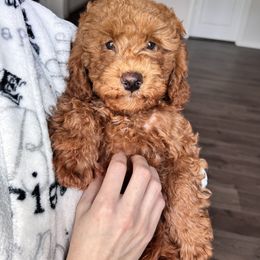Ginger - Red  male Goldendoodle puppy in Tacoma, Washington from With Love Golden Doodles