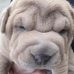Chinese Shar-Pei from Morgan's Chinese Shar-Pei