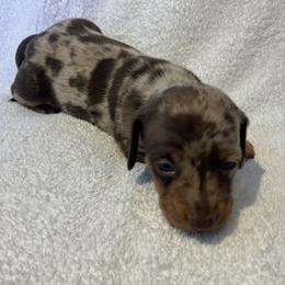 Petey - Chocolate and tan male Dachshund puppy in Mocksville, North Carolina from The Dachs of Hazzard Dachshunds