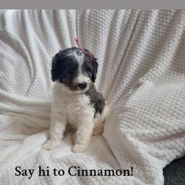 Cinnamon - Merle female Bernedoodle puppy in Brigham City, Utah from Prairie Rose Doodles