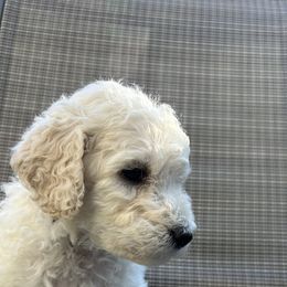 Poodle Puppies from Triangle Standards