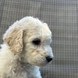 Poodle Puppies from Triangle Standards