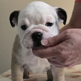 Girl 3 - Fawn and white female Bulldog puppy in Lexington, Kentucky from E. Clive Bulldogs