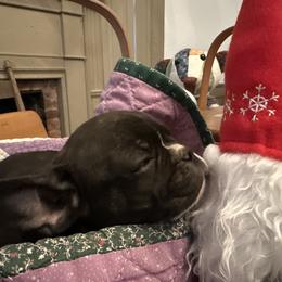 Dachshund, French Bulldog, and Pembroke Welsh Corgi Puppies from Corgis at the Jersey Shore/Frenchie Connection