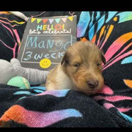 Mango - Sable merle and white male Collie puppy in Carencro, Louisiana from Cajun Bayou's Collies LLC