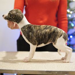 Odette - White and red brindle female Whippet puppy in Atlanta, Georgia from Sinaj