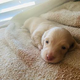 Oscar - Fawn (isabella) and cream male Dachshund puppy in Fontana, California from DOXI.E.