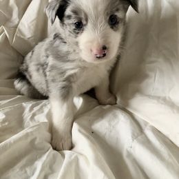 Australian Shepherd Puppies from Cedar Creek Aussies
