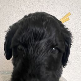 Schnoodle Puppies from Gooch Canines (Giant Schnoodles)