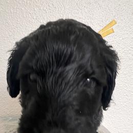 Schnoodle Puppies from Gooch Canines (Giant Schnoodles)