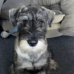 "Autumn" Standard Schnauzer Puppies from Stahlkrieger Standard Schnauzers