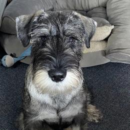 "Autumn" Standard Schnauzer Puppies from Stahlkrieger Standard Schnauzers