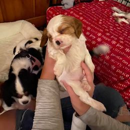 Cavalier King Charles Spaniel Puppies from CK Cavaliers