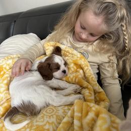 Cavalier King Charles Spaniel Puppies from Cavy Love