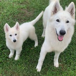 Berger Blanc Suisse and German Shepherd Puppies from Vom Hundhaus German Shepherds