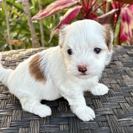 Havanese Puppies from Pixie Dust Havanese