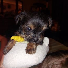 Yorkshire Terrier Puppies from Baker's Babies