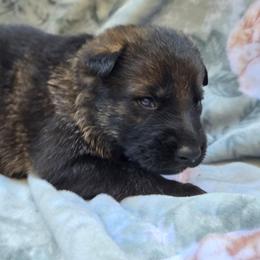 Sable Male WILLIAM - Sable male German Shepherd puppy in Buckfield, Maine from Levesques German Shepherds