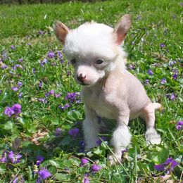 Chihuahua and Chinese Crested Puppies from Western Kentucky Chihuhua and Chinese Crested