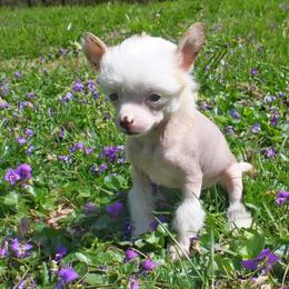 Chihuahua and Chinese Crested Puppies from Western Kentucky Chihuhua and Chinese Crested