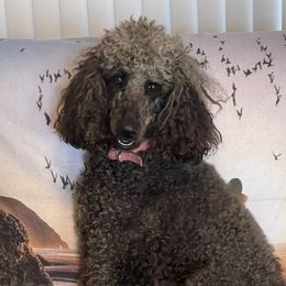 Sophie - Poodle