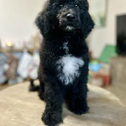 Riolu - Black female Goldendoodle puppy in Twin Falls, Idaho from Burrow & Bone