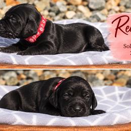 Red - Black female German Shorthaired Pointer puppy in Dahlonega, Georgia from Pointer Mountain Bird Dogs
