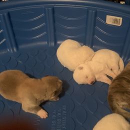 Japanese Akitainu Puppies from Miyo Ken