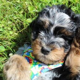 Aussiedoodle Puppies from Old Mills Aussiedoodles