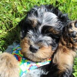Aussiedoodle Puppies from Old Mills Aussiedoodles