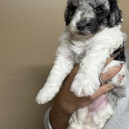 Gus Gus - Parti male Goldendoodle puppy in Pearland, Texas from Posh Paws Puppies