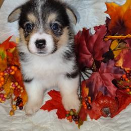 Dolly - Black and tan female Pembroke Welsh Corgi puppy in Saltville, Virginia from Kathy's Corgis