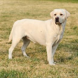 Moon - Labrador Retriever