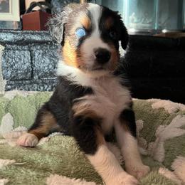 Oaken - Black tri-color male Australian Shepherd puppy in Hemet, California from Perfect Companion Aussie's