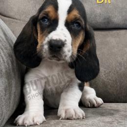 Dil - Black brown and white male Basset Hound puppy in Oronogo, Missouri from Dutton's Show Me Farms