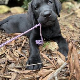 Labrador Retriever Puppies from The Homestead at Little Creek