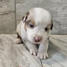 M3 - Red merle male Australian Shepherd puppy in Arbela, Missouri from County Line Aussies