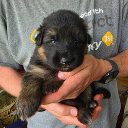 Harmony - Black and red female German Shepherd puppy in Columbus, Indiana from Stony Lonesome GSD