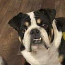 Bulldogs and Yorkshire Terriers from Happy Paw's And Tail's