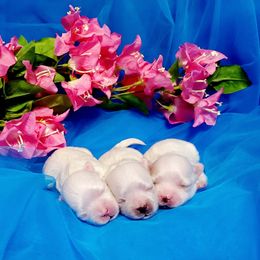 Third pick - White male Maltese puppy in Merced, California from Soua's Pups