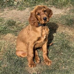 William aka Will - Mahogany male Irish Setter puppy in Orem, Utah from Utah Irish Setters