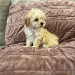 Cutie - male Maltipoo puppy in Harrison, Arkansas from New Hope Ranch